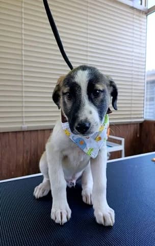 Ntanti (Νταντι), male puppy Mixed Breed for adoption at Dogs Voice, Athens
