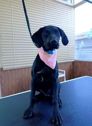 Artemis (Αρτεμης), female puppy Mixed Breed for adoption at Dogs Voice, Athens