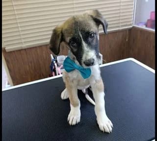 Snoypy (Σνουπυ), male puppy Mixed Breed for adoption at Dogs Voice, Athens