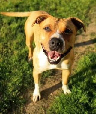 Carlos, male young Mixed Breed for adoption at Dogs Voice, Athens