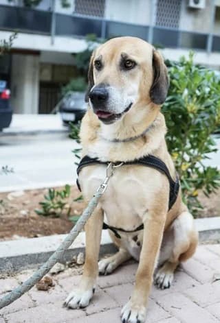 Liza (Λίζα), female 7yo Mixed Breed for adoption at Dogs Voice, Athens