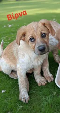 VIRNA 4 MINON (ΒΙΡΝΑ 4 ΜΗΝΩΝ), female puppy Mixed Breed for adoption at Dogs Voice, Athens