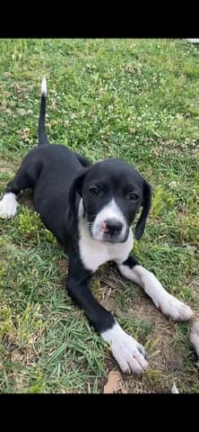 Zoi (Ζωή), female puppy Mixed Breed for adoption at Dogs Voice, Athens
