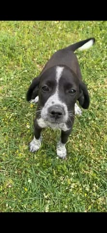 Toylipa (Τουλίπα), female puppy Mixed Breed for adoption at Dogs Voice, Athens