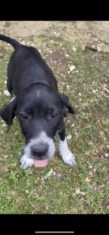 Loyna (Λούνα), female puppy Mixed Breed for adoption at Dogs Voice, Athens