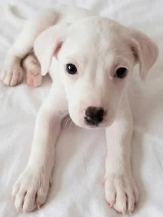 Aspen, male puppy Mixed Breed for adoption at Dogs Voice, Athens