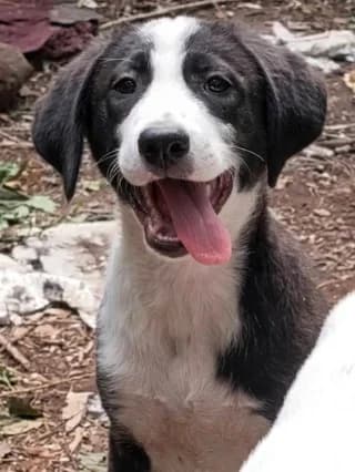 Jojo, female puppy Mixed Breed for adoption at Dogs Voice, Athens