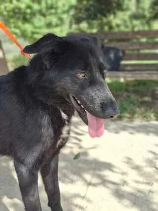 Blacky, male puppy Mixed Breed for adoption at Dogs Voice, Athens