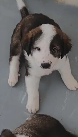 Όmiros (Όμηρος), male puppy Mixed Breed for adoption at Dogs Voice, Athens