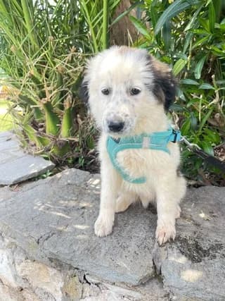 Snoypy (Σνουπυ), male puppy Mixed Breed for adoption at Dogs Voice, Athens