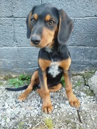 Mpempis (Μπεμπης), male puppy Mixed Breed for adoption at Dogs Voice, Athens