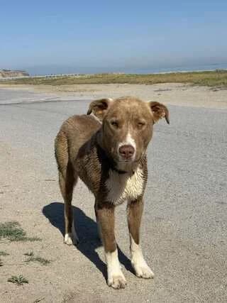 Iggy, male puppy Mixed Breed for adoption at Dogs Voice, Athens