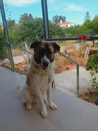 Mpempis (Μπέμπης), male puppy Mixed Breed for adoption at Dogs Voice, Athens