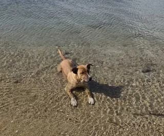 Joy, female puppy Mixed Breed for adoption at Dogs Voice, Athens