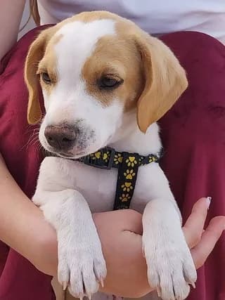 Άris (Άρης), male puppy Mixed Breed for adoption at Dogs Voice, Athens