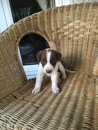 Mafin, male puppy Mixed Breed for adoption at Dogs Voice, Athens