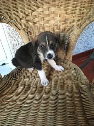 Laky,  puppy Mixed Breed for adoption at Dogs Voice, Athens