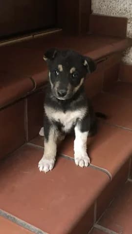 ORESTIS (ΟΡΕΣΤΗΣ),  puppy Mixed Breed for adoption at Dogs Voice, Athens