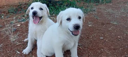 Martina (Μαρτίνα), female puppy Mixed Breed for adoption at Dogs Voice, Athens