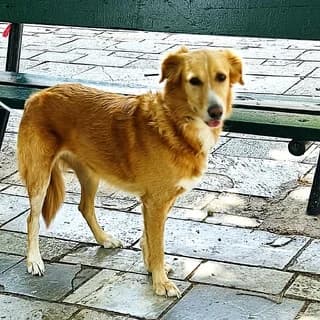 Liza, female 7yo Mixed Breed for adoption at Dogs Voice, Athens