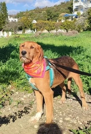 Moly (Μολυ), female puppy Mixed Breed for adoption at Dogs Voice, Athens