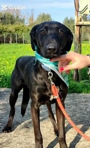 Foivos (Φοιβος), male young Mixed Breed for adoption at Dogs Voice, Athens