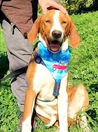 Mpentzi (Μπεντζι), male puppy Mixed Breed for adoption at Dogs Voice, Athens