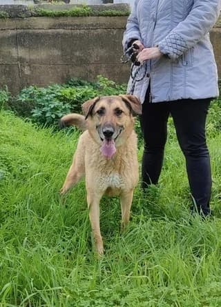 Max (Μαξ), male young Mixed Breed for adoption at Dogs Voice, Athens
