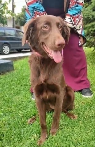 Lili (Λιλη), female puppy Mixed Breed for adoption at Dogs Voice, Athens