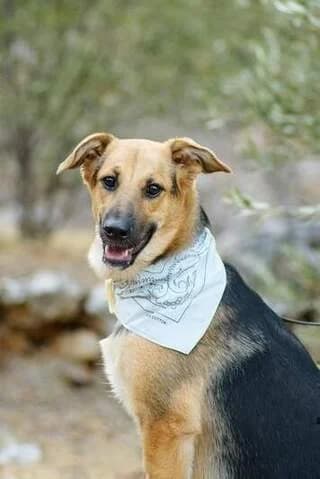 Tompi (Τομπι), male 3yo Mixed Breed for adoption at Dogs Voice, Athens