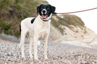 Nelli (Νελλη), female 3yo Mixed Breed for adoption at Dogs Voice, Athens
