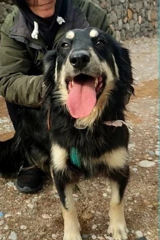Kristy (Κριστυ), female 3yo Mixed Breed for adoption at Dogs Voice, Athens