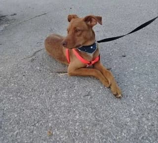 Simon (Σιμόν), male puppy Mixed Breed for adoption at Dogs Voice, Athens