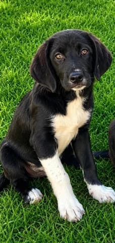 Dias (Διας), male puppy Mixed Breed for adoption at Dogs Voice, Athens