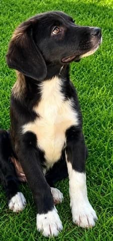 Ermis (Ερμής), male puppy Mixed Breed for adoption at Dogs Voice, Athens