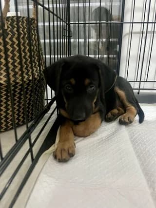 Ayla, female puppy Mixed Breed for adoption at Dogs Voice, Athens