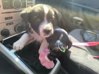SOYKI (ΣΟΥΚΗ), female puppy Mixed Breed for adoption at Dogs Voice, Athens