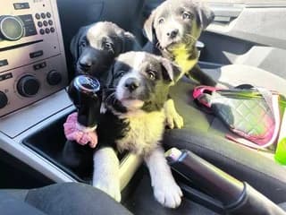 Ta aderfia (Τα αδέρφια), male puppy Mixed Breed for adoption at Dogs Voice, Athens