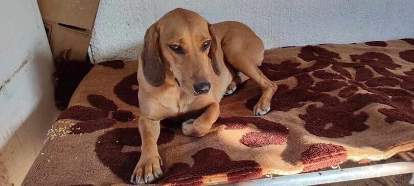 Dalí, female 3yo Mixed Breed for adoption at Dogs Voice, Athens