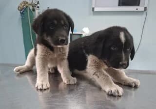 Όlympos - Odin (Όλυμπος - Odin), male puppy Mixed Breed for adoption at Dogs Voice, Athens