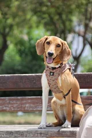 Kiara (Κιάρα), female puppy Mixed Breed for adoption at Dogs Voice, Athens