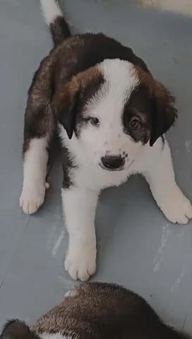Omiros (Ομηρος), male puppy Mixed Breed for adoption at Dogs Voice, Athens
