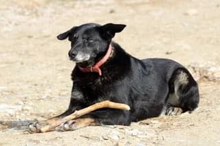 Naomi (Ναόμι), female 7yo Mixed Breed for adoption at Dogs Voice, Athens