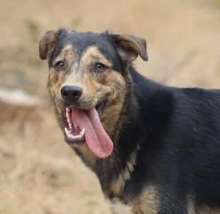 Ntarko (Ντάρκο), male young Mixed Breed for adoption at Dogs Voice, Athens