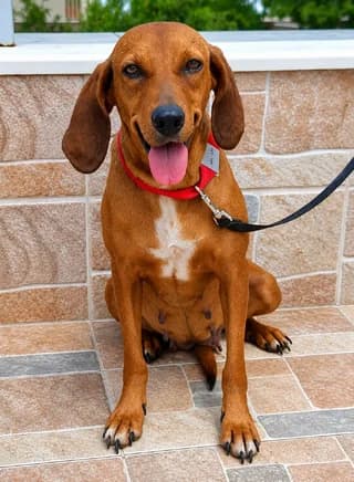 Tereza (Τερέζα), female 3yo Mixed Breed for adoption at Dogs Voice, Athens