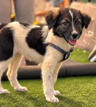 Lilly, female puppy Mixed Breed for adoption at Dogs Voice, Athens