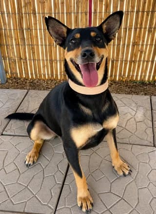Afroditi (Aφροδίτη), female 3yo Mixed Breed for adoption at Dogs Voice, Athens