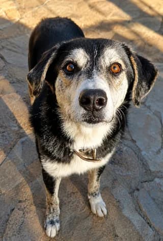 Daffy, male 3yo Mixed Breed for adoption at Dogs Voice, Athens