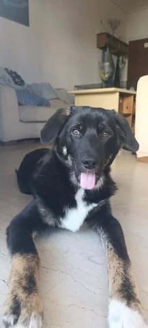 Speedy, male puppy Mixed Breed for adoption at Dogs Voice, Athens