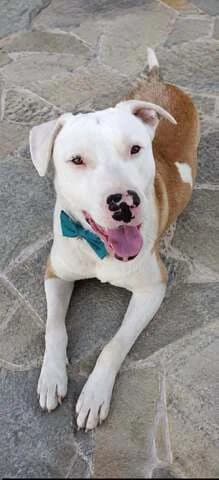 Oskar (Οσκαρ), male puppy Mixed Breed for adoption at Dogs Voice, Athens